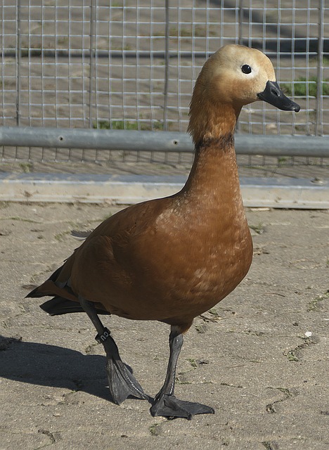 比賽局勢